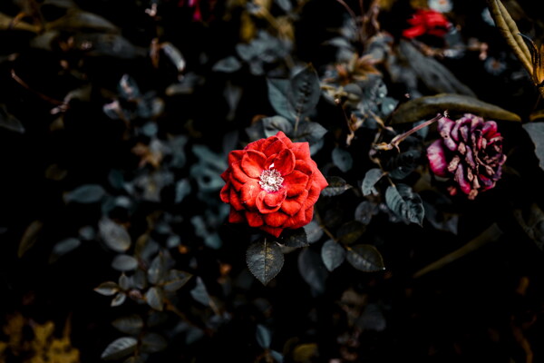 漂亮高清红玫瑰