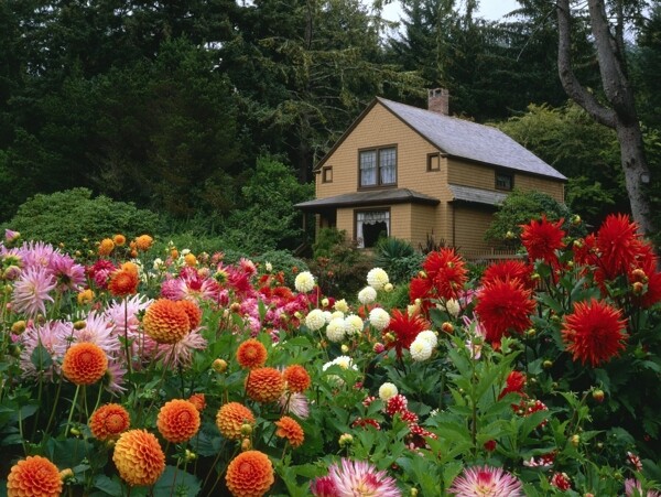 美丽的菊花和别墅图片