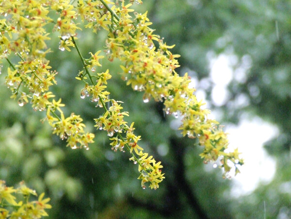 雨中的栾树花图片