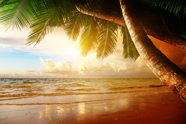 夕阳下的沙滩椰树图片