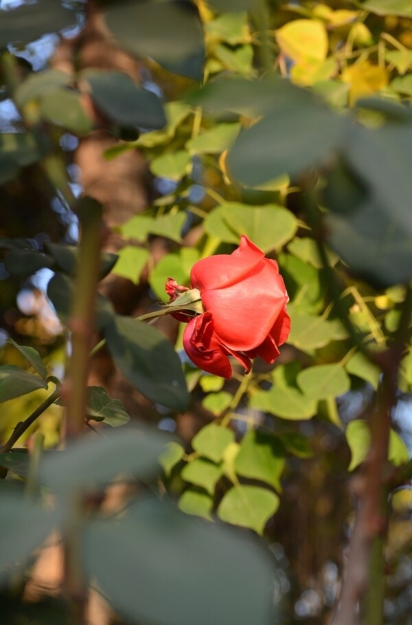 阳光下红色月季玫瑰花朵特写图片