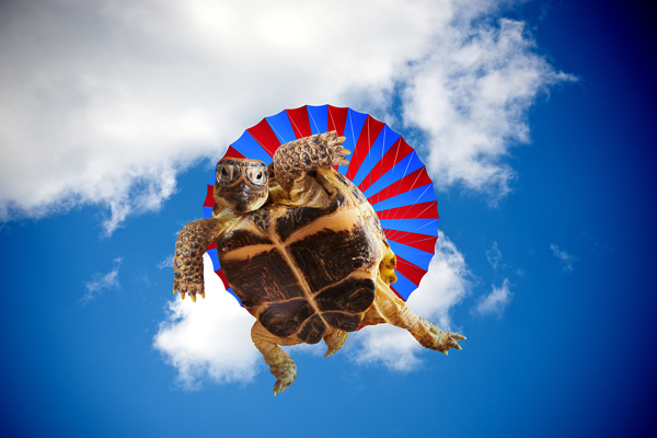 跳伞的乌龟图片