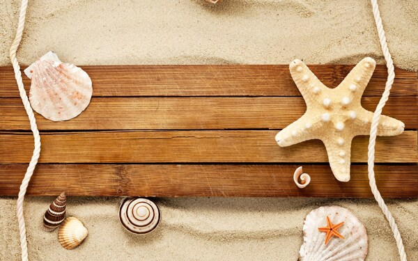 海星贝壳木板图片