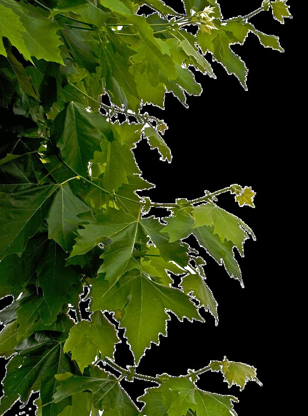 嫩绿的树叶免抠png透明素材