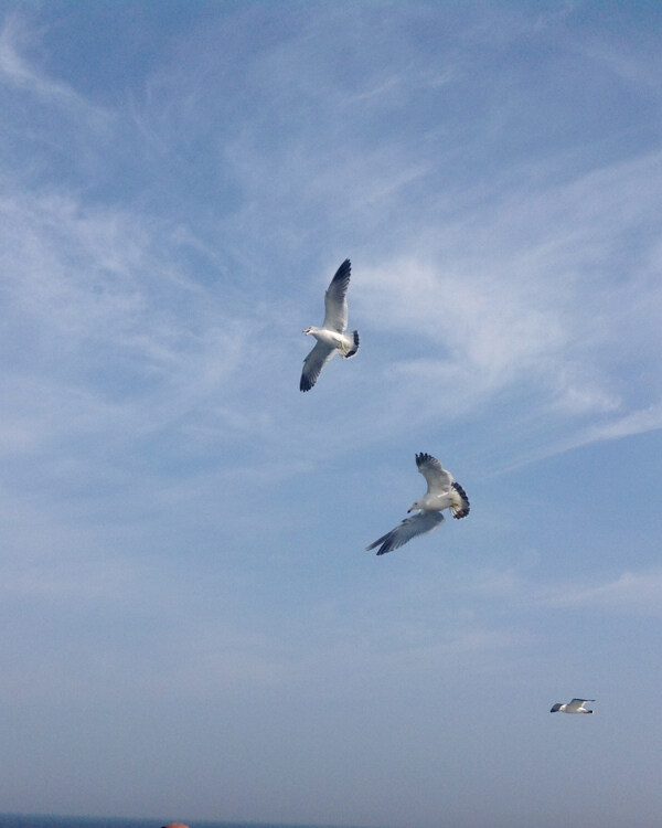 翱翔海鸥图片
