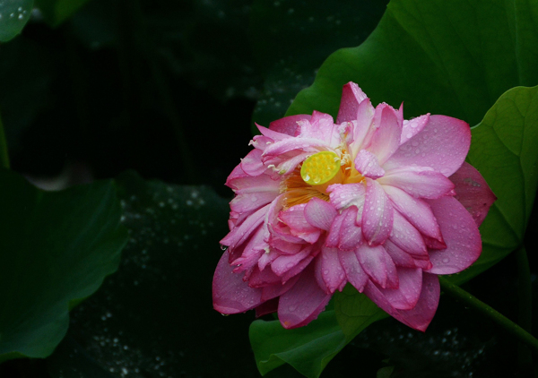 雨中荷花