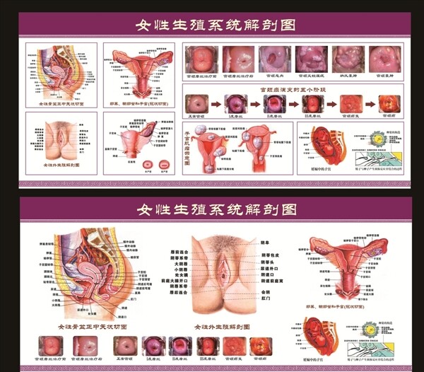 妇科解剖图