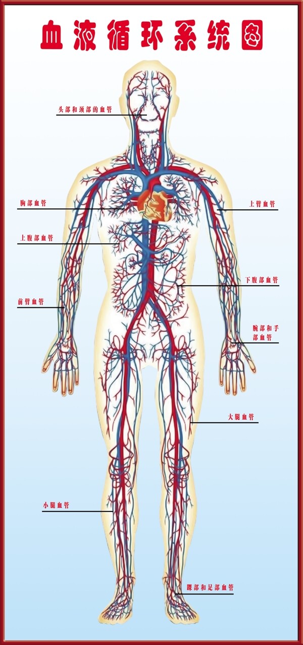 血液循环系统图图片