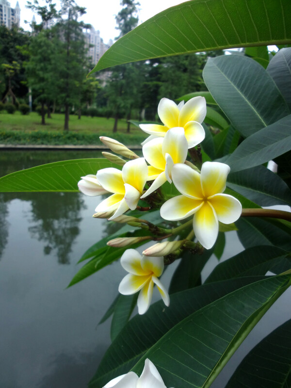 鸡蛋花图片