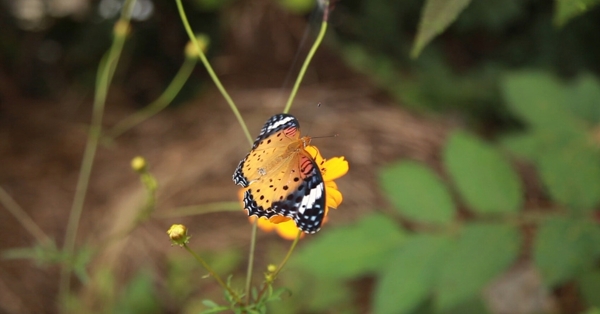 花蝴蝶