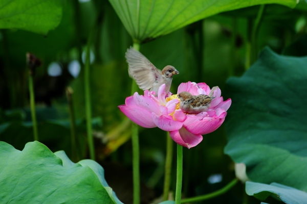 荷花与小鸟图片