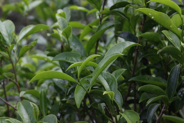 凤凰单枞茶茶树黄枝图片