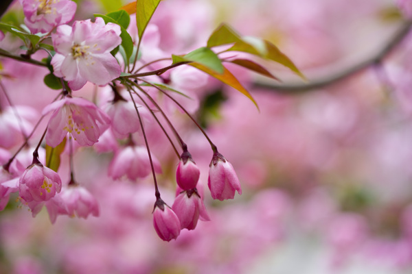 粉色樱花花苞图片