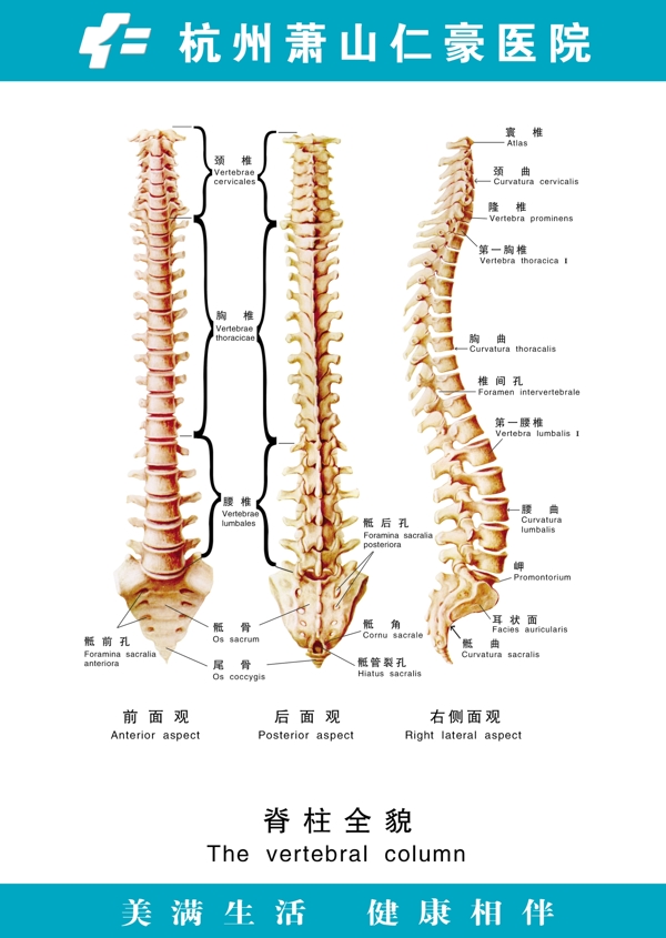 脊柱全貌图片