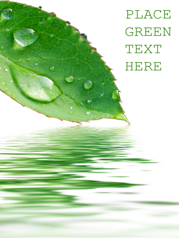 绿叶与水滴高清图片