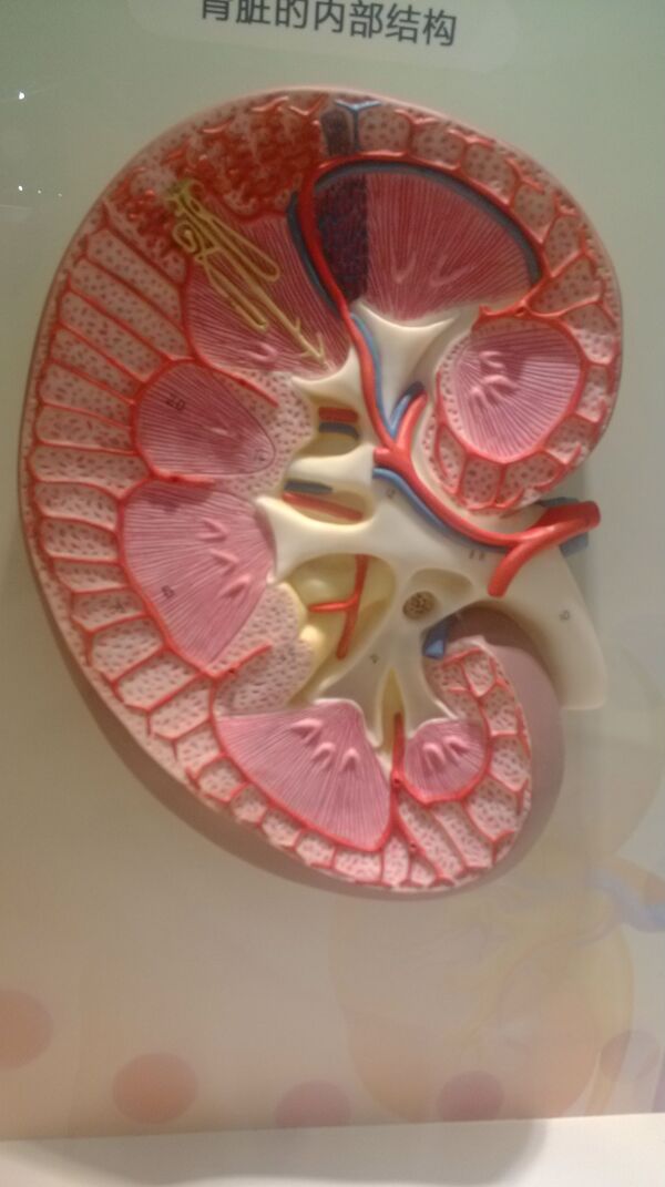 人体器官模型图片