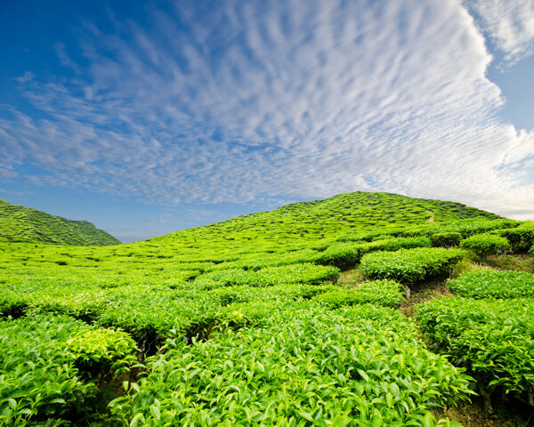 绿茶茶田风景图片