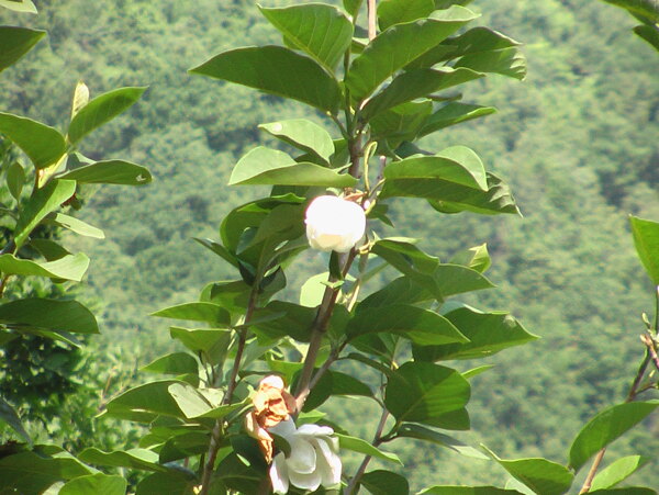 天女木兰花