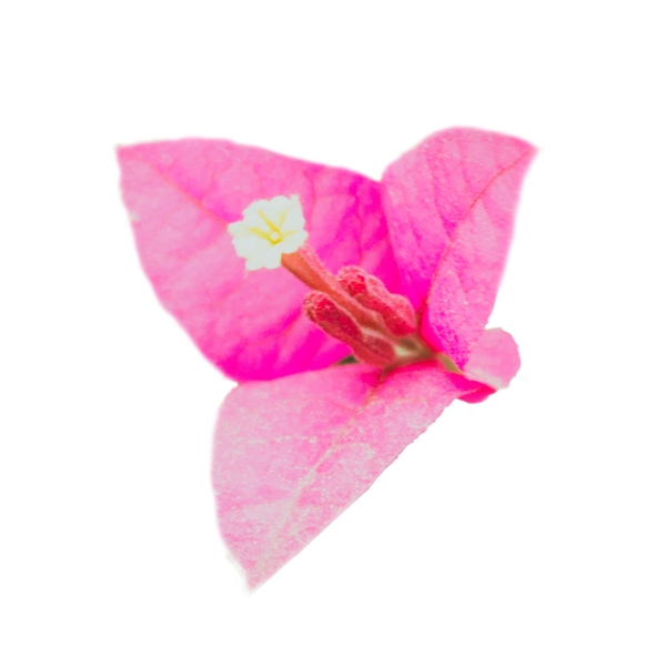 粉色花朵唯美自然美丽清新免扣png