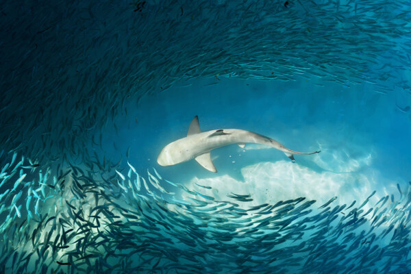 一群小鱼围绕大鲨鱼图片