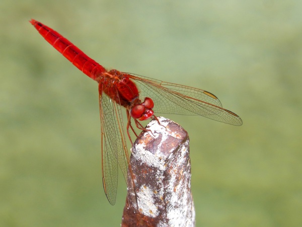 漂亮红蜻蜓