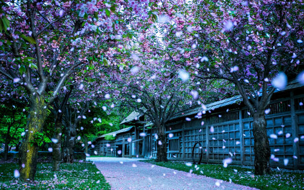 浪漫樱花花瓣雨图片