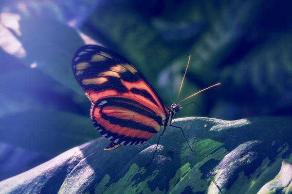 蝴蝶图片昆虫图片生物世界