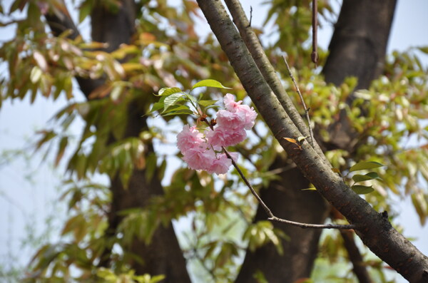 樱花图片