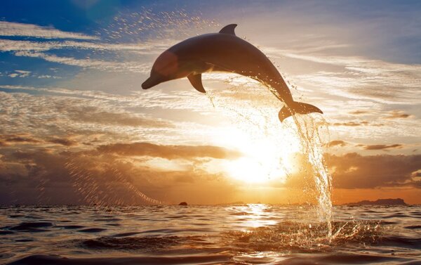 海日落天空云彩海豚
