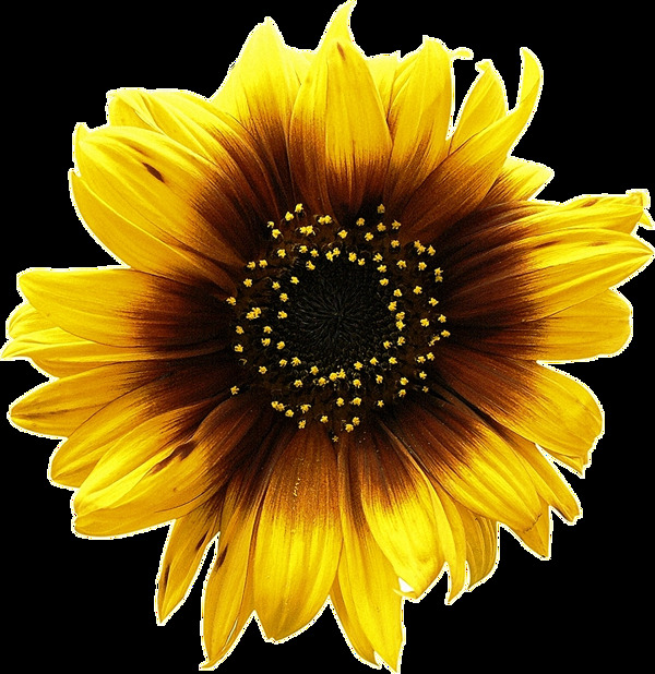 一朵黄色太阳花免抠png透明图层素材