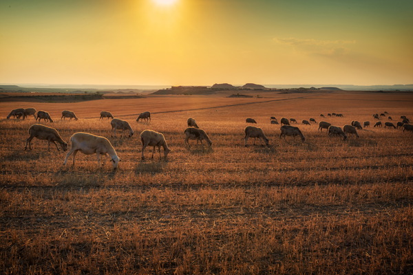 草地羊群图片