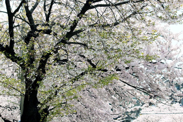 高清白色花树图片