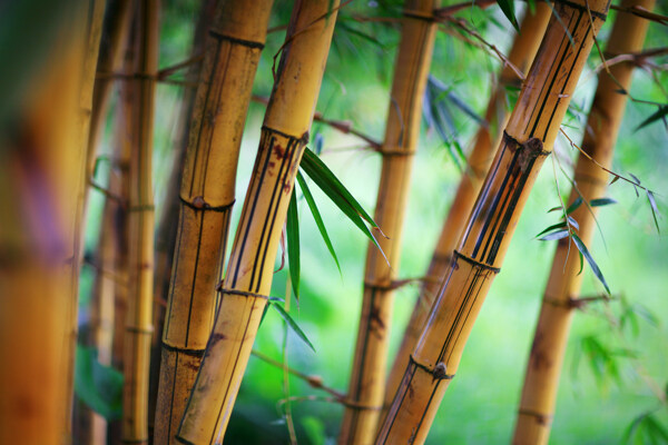 枯竹竹林自然景观背景素材图片