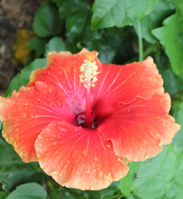 雨后木芙蓉花卉