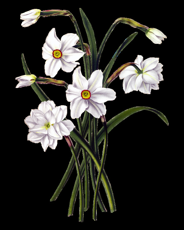白色高清水仙花PNG元素