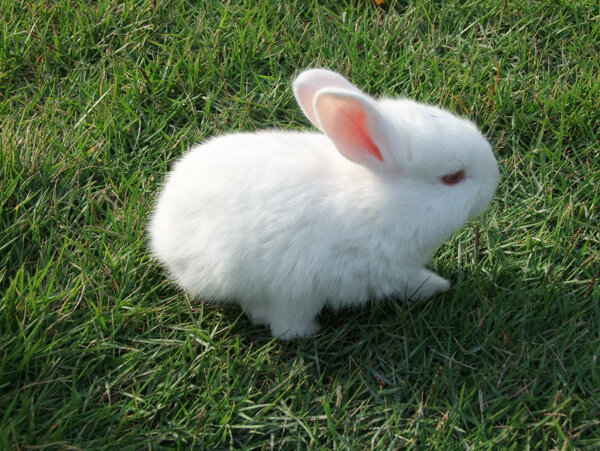 可爱的小白兔兔子白色兔子