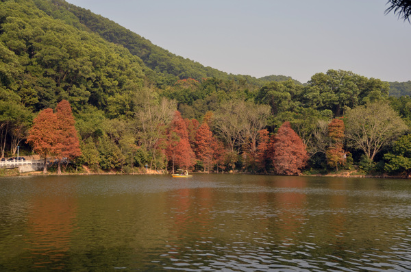 仙湖植物园图片