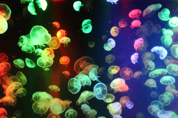 海底彩色水母图片