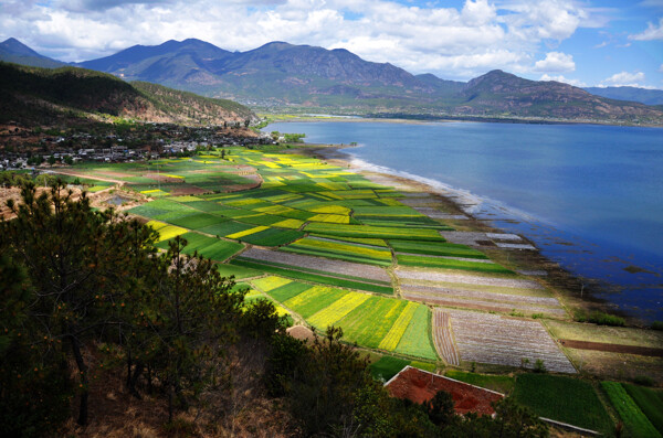 云南拉市海高处眺望油菜花田图片