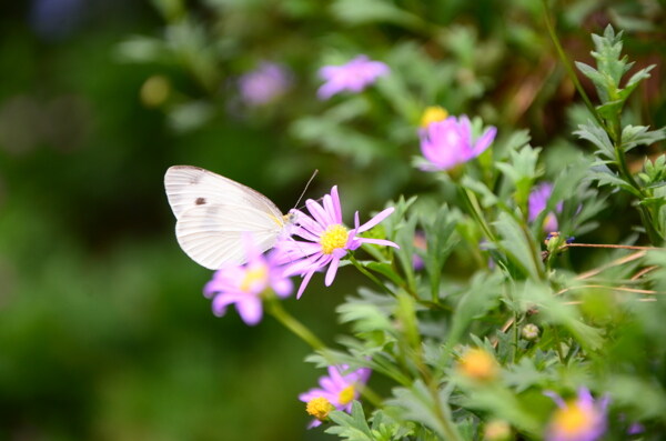 荷兰菊蝴蝶与花朵