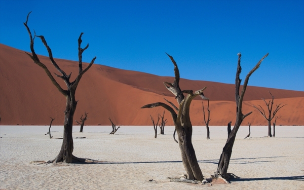 沙漠枯树