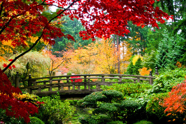 日本秋天树木风景图片
