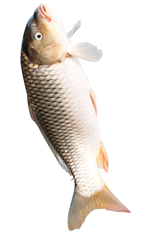 水产品生鱼食物营养鲫鱼鲤鱼