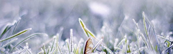 雪景植物海报背景图片