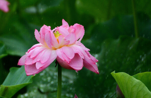 雨中荷花