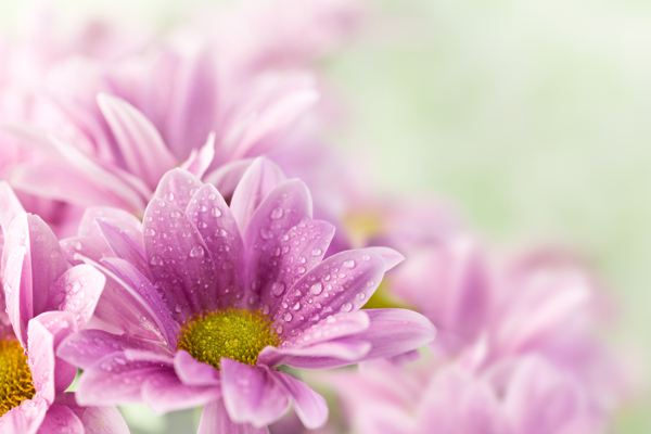 粉红花朵背景图片