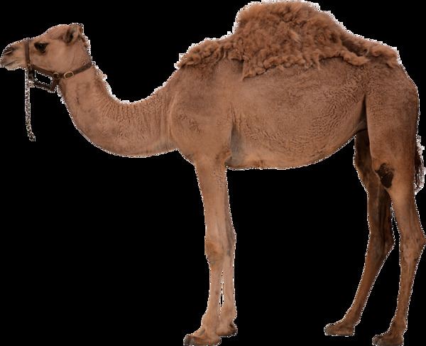 棕色单峰骆驼侧面免抠png透明图层素材