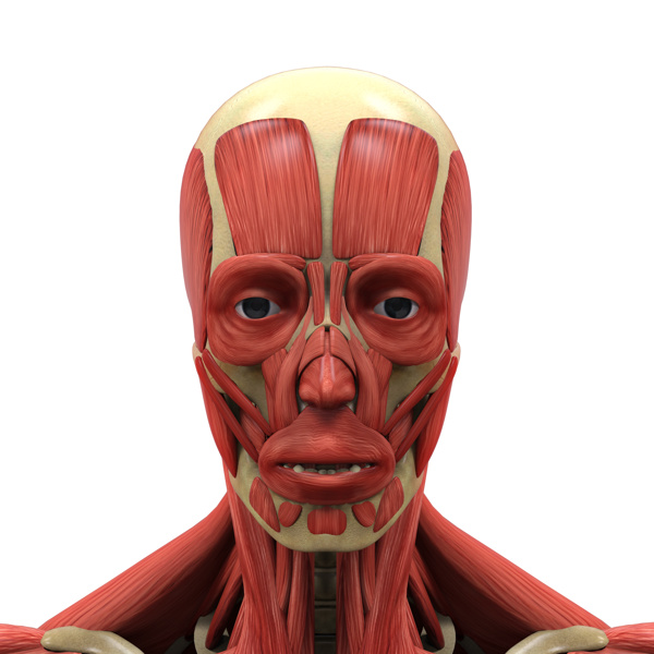男性面部肌肉组织图片