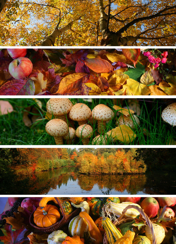 秋季美丽的树木落叶蔬菜水果和美景图片