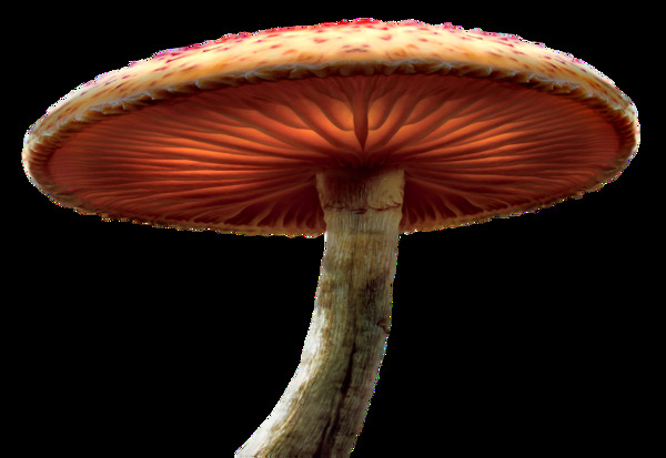 彩绘蘑菇图案素材